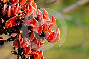 Bastard teak flower.