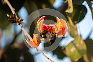 Bastard teak flower.