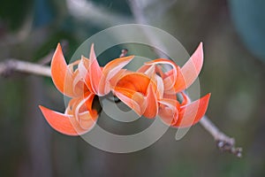 Bastard Teak Flower bloom on tree