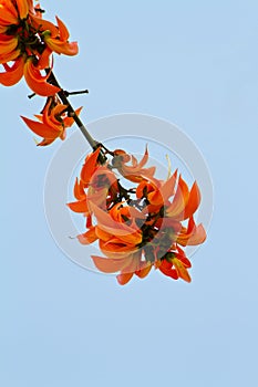 Teak flower, Flame of the Forest