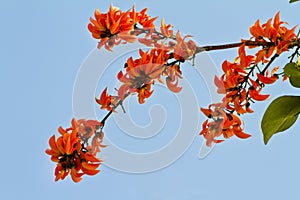 Teak flower, Flame of the Forest