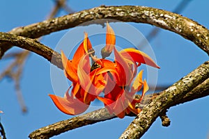 Teak flower, Flame of the Forest