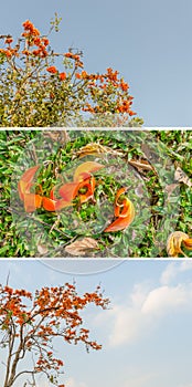 teak flower in summer