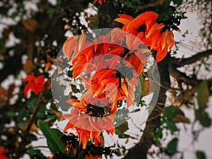 Bastard teak flowers blooming