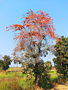 Bastard teak, Parrot tree, Butea gum and Sacred tree, Palash flower tree, Butea Monosperma or palash flower, India.