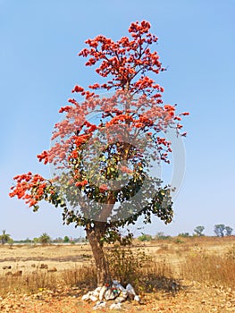 Bastard teak, Parrot tree, Butea gum and Sacred tree, Palash flower tree, Butea Monosperma or palash flower, India.