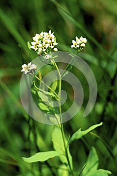 Bastard Toadflax   49474