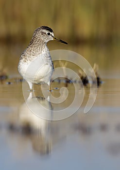 Bastardo sandpiper