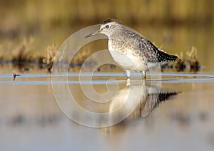 Bastardo sandpiper