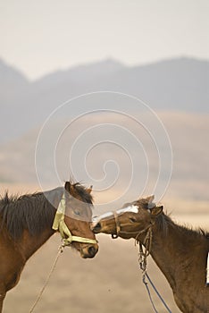Basuto or Basotho Ponies