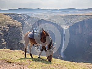 Basuto pony in front of Maletsunyane Falls and large canyon in mountainous highlands, Semonkong, Lesotho, Africa.