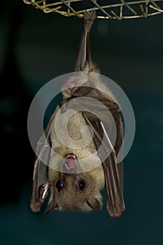 Bat