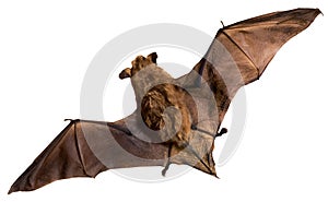 Bat