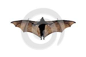 Bat