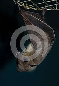 Bat