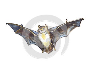Bat photo