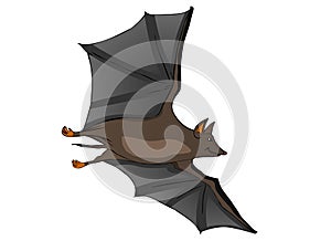 Bat