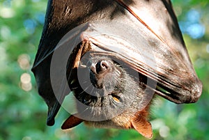 Bat