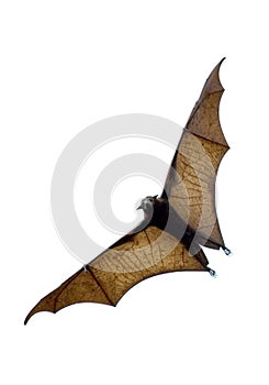The bat photo
