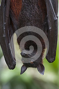 Bat