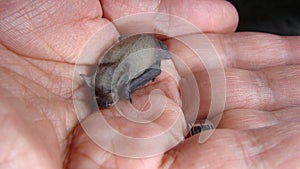 Bat. baby bat on hand Veterinarian examining a bat Birth of new life, cute baby animal, life ,cute animal, beautiful animal. Vete