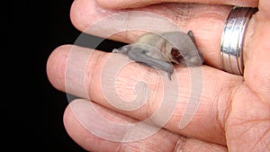 Bat. baby bat on hand Veterinarian examining a bat Birth of new life, cute baby animal, life ,cute animal, beautiful animal. Vete