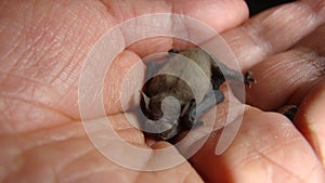 Bat. baby bat on hand Veterinarian examining a bat Birth of new life, cute baby animal, life ,cute animal, beautiful animal. Veter