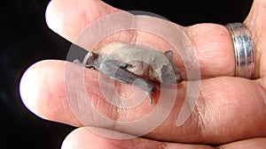 Bat. baby bat on hand Veterinarian examining a bat Birth of new life, cute baby animal, life ,cute animal, beautiful animal. Veter