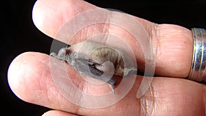 Bat. baby bat on hand Veterinarian examining a bat Birth of new life, cute baby animal, life ,cute animal, beautiful animal. Veter