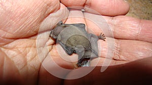 Bat. baby bat on hand Veterinarian examining a bat Birth of new life, cute baby animal, life ,cute animal, beautiful animal. Veter