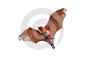 Bat and baby bats flying isolated on white background.`Lyle`s flying fox`
