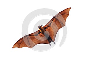 Bat and baby bats flying isolated on white background.`Lyle`s flying fox`