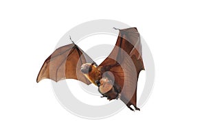 Bat and baby bats flying isolated on white background.`Lyle`s flying fox`