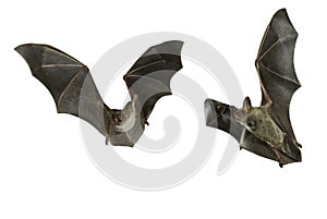 Bat buzzard, myotis myotis, flying with white background