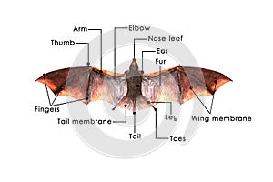 Bat