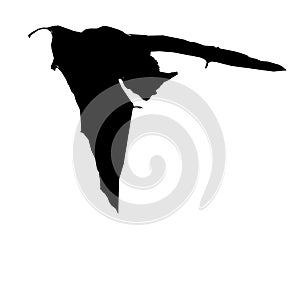 Bat bats nightbird