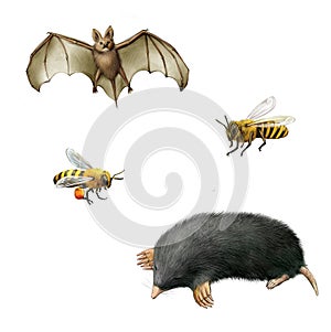 Bat, Bees, and Mole