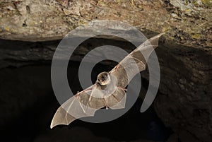 Bat-bent common miniopterus schreibersii, flying in a cave