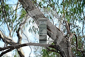 Bat box affixed to eucalyptus tree in Perth Western Australia photo