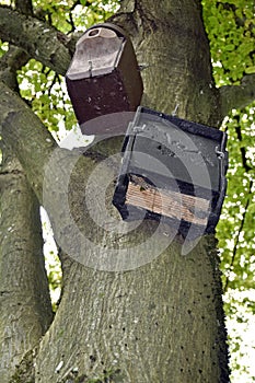 Bat Box and Bird house