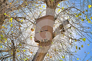 Bat box on a dried tree at Sweetwater Wetlands- Tucson, Arizona