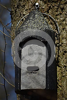 Bat box hanging on a tree in the forest