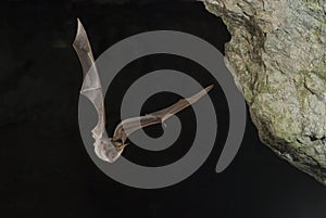 Bat buzzard, myotis myotis, flight in his cave