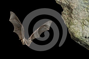 Bat buzzard, myotis myotis, flight in his cave