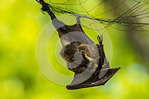 A bat caught in net