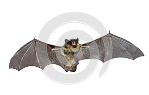 Bat 3