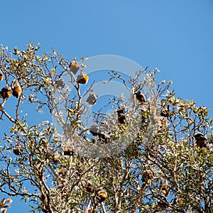 Bat colony in Centennial Park in Sydney