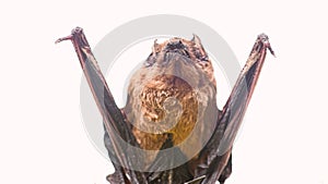 Bat detector. Dummy of bat white background. Ugly bat. Forelimbs adapted as wings. Museum of nature. Mammals naturally