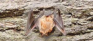 Bat detector. Dummy of bat wooden background. Ugly bat. Forelimbs adapted as wings. Museum of nature. Mammals naturally