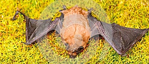 Bat detector. Ugly bat. Dummy of wild bat on grass. Wild nature. Forelimbs adapted as wings. Mammals naturally capable